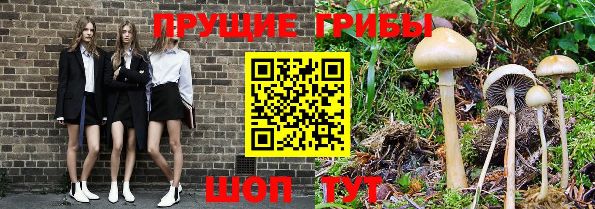 Псилоцибиновые грибы Psilocybe Соль-Илецк